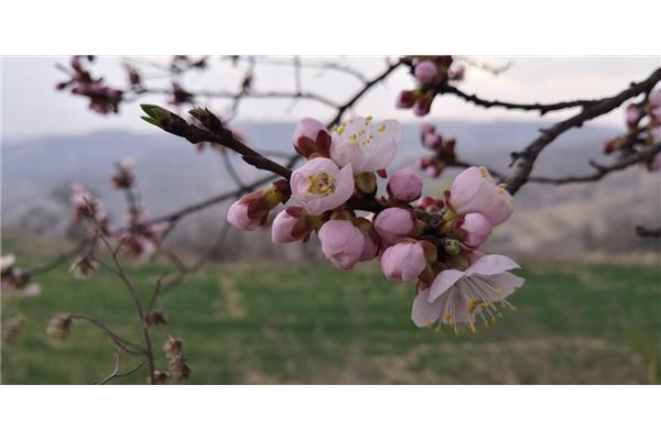 红杏枝头春意浓