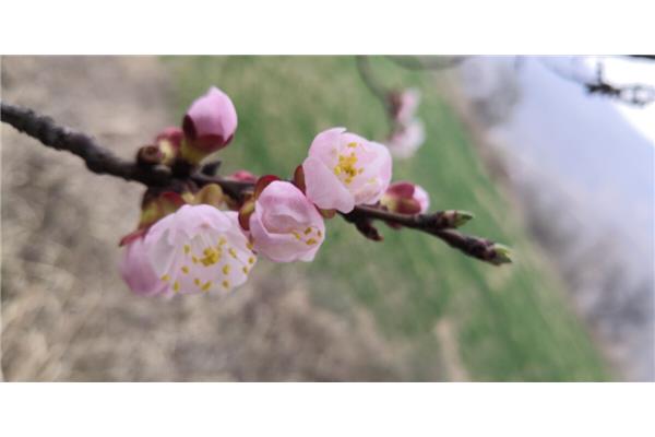 红杏枝头春意浓