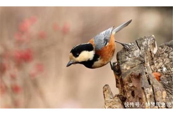 栖息的意思