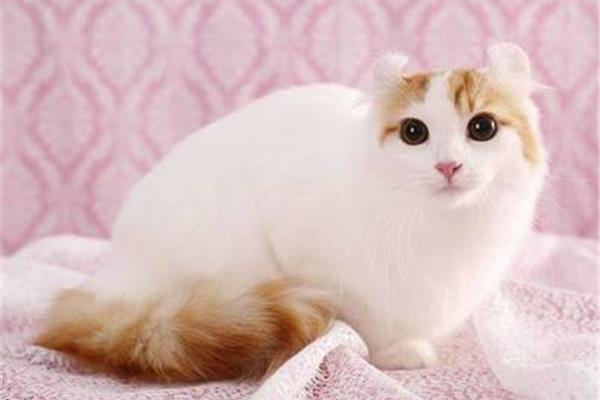 猫猫的品种