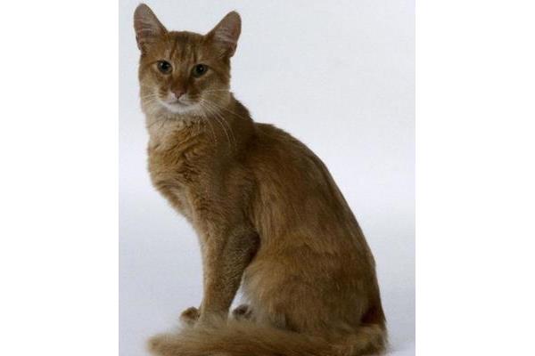 猫猫的品种
