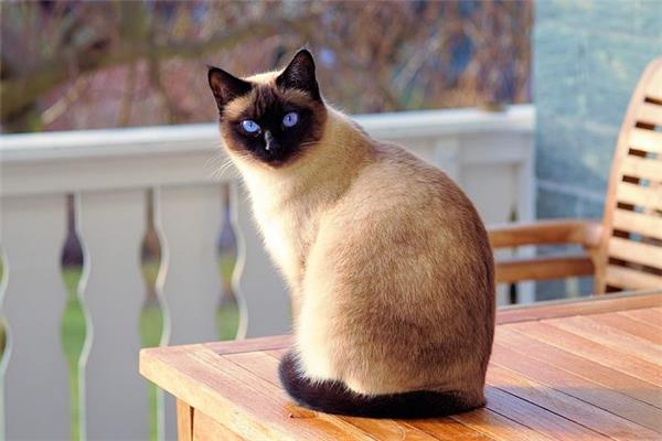 猫猫的品种