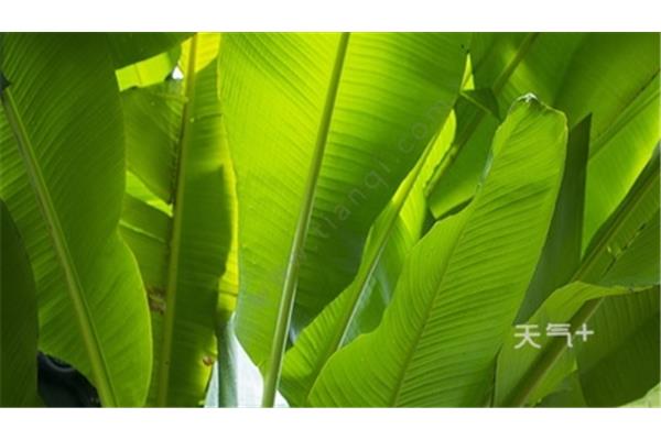 什么植物最老实