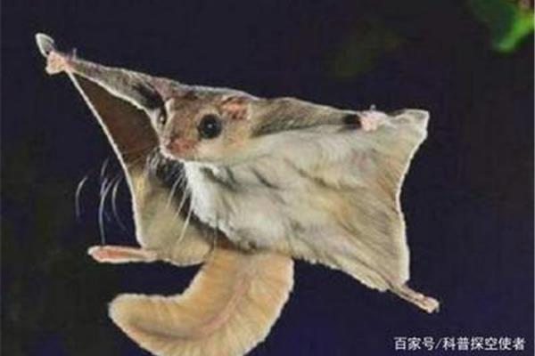 寒号鸟的图片