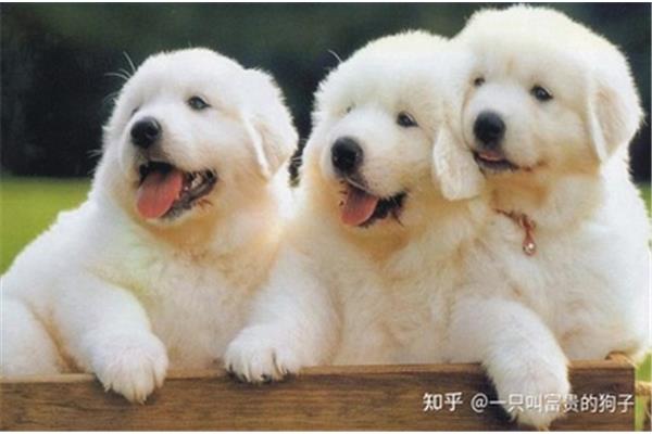 幼犬出生多久驱虫