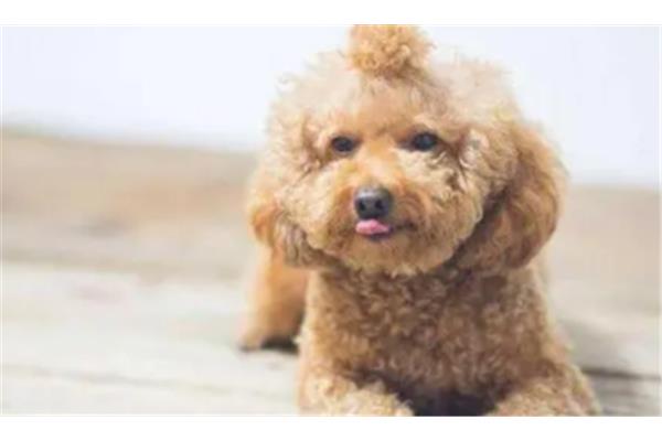 幼犬出生多久驱虫