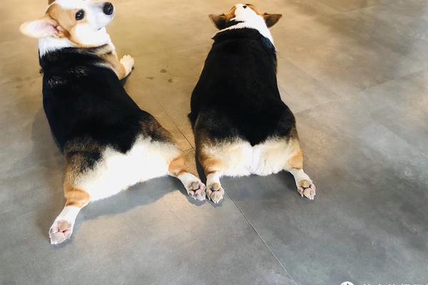 幼犬出生多久驱虫