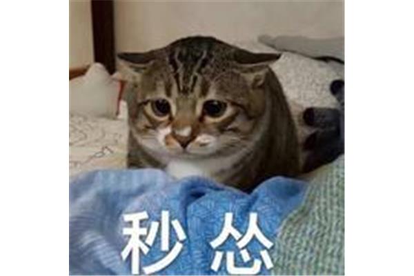 操哭你视频