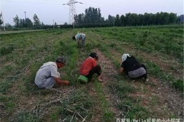 农村最缺什么生意