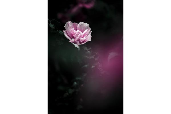 幽思是什么意思