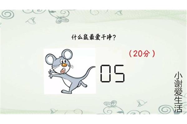 什么鼠最爱干净
