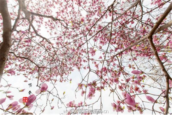 花开不只在春天