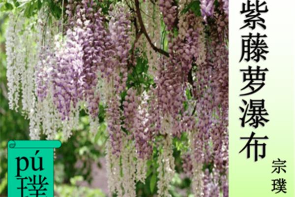 宗璞紫藤萝瀑布