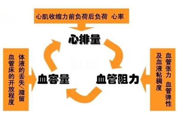 容量血管指的是