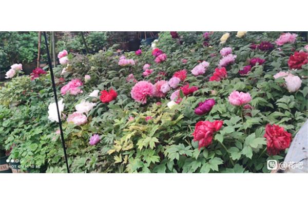 庭前芍药妖无格