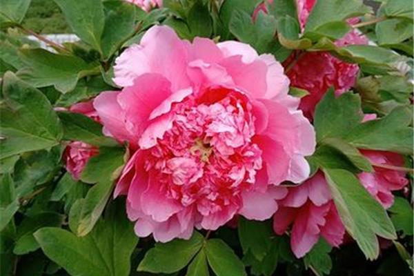 庭前芍药妖无格