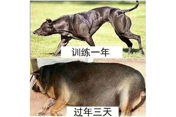 袋鼠的天敌是什么