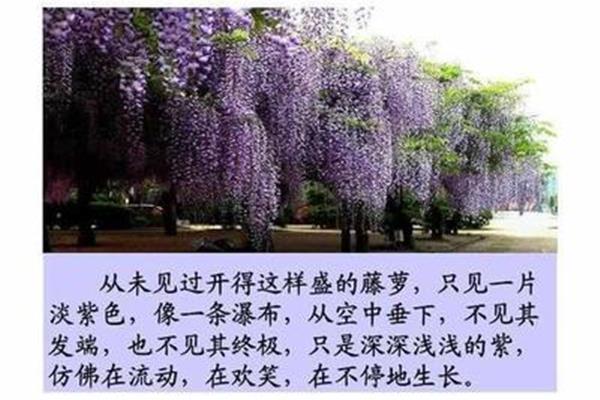 宗璞紫藤萝瀑布