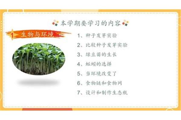 绿豆发芽实验