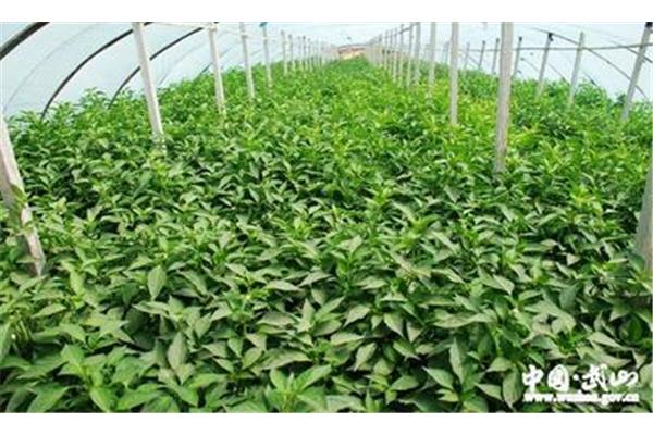农业种植致富项目