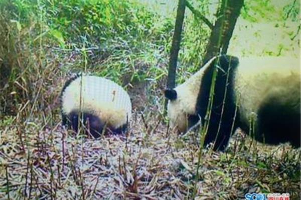 熊猫的生活环境