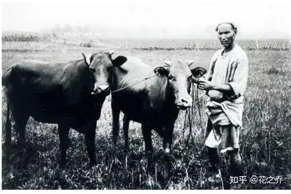 自耕农经济