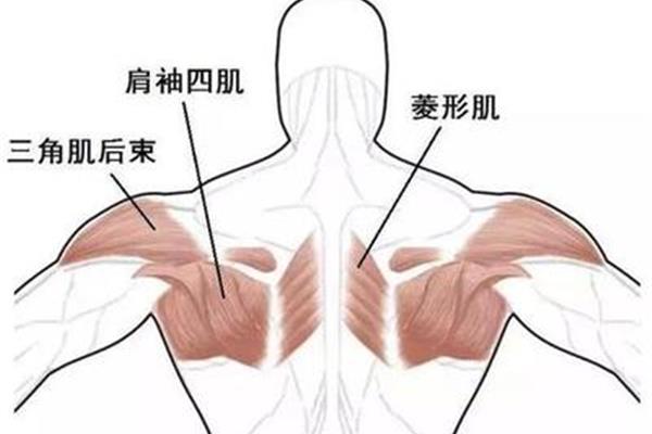 三角肌后束怎么练