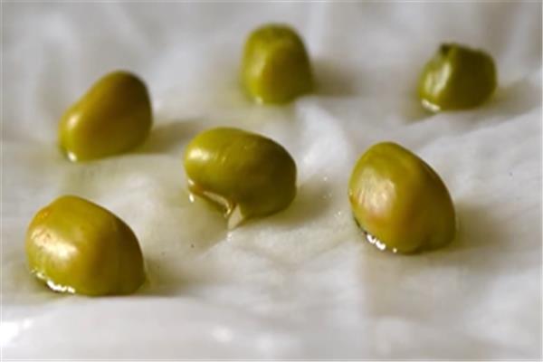绿豆发芽实验