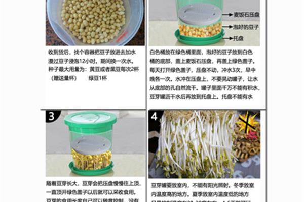 绿豆发芽实验