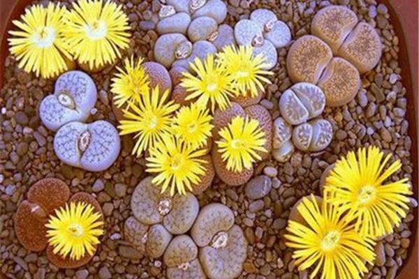 生石花是生物吗