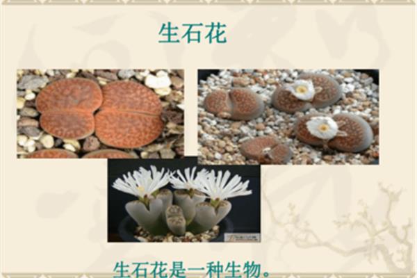 生石花是生物吗