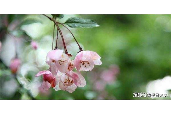 吼字开头的成语