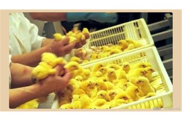 小鸡鉴别师
