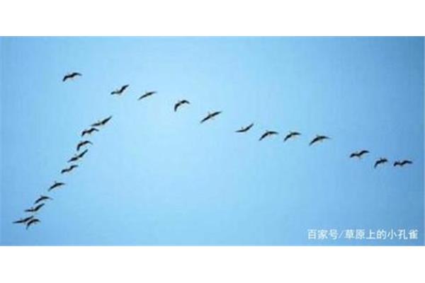 什么的大雁