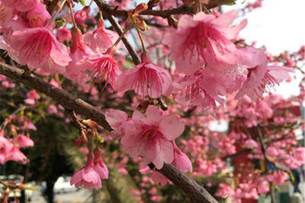 春路雨添花