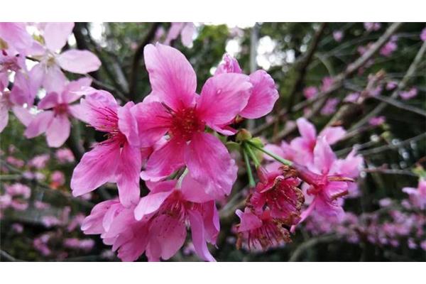 春路雨添花