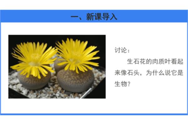 生石花是生物吗