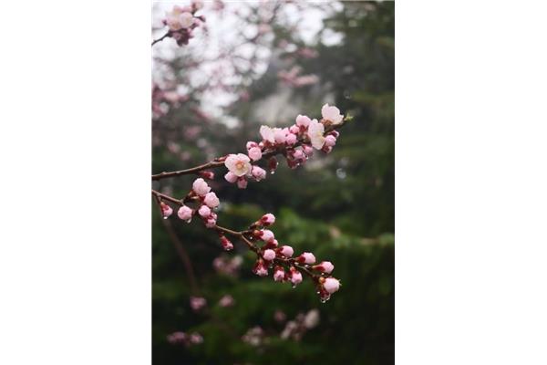 春路雨添花