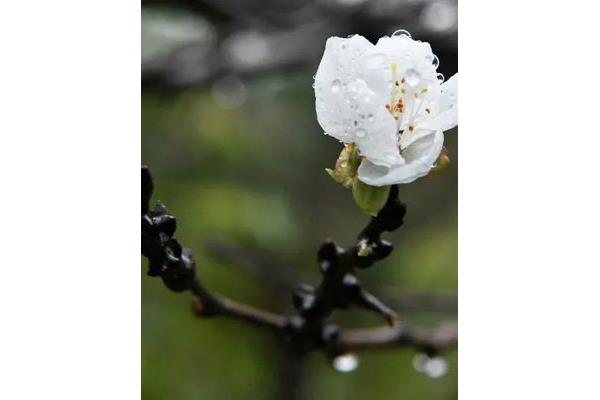 春路雨添花