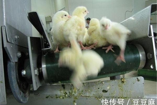 小鸡鉴别师