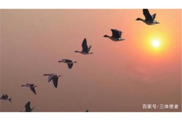 什么的大雁