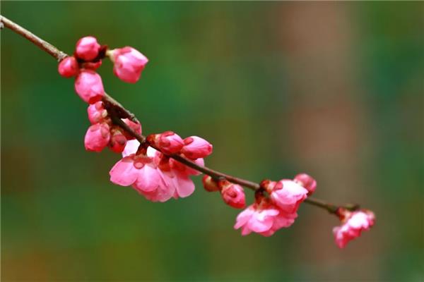 春路雨添花