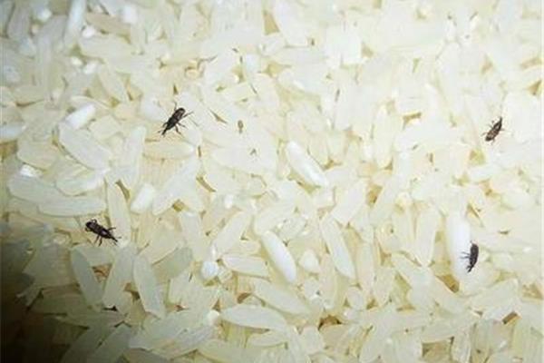 大米生虫怎么办