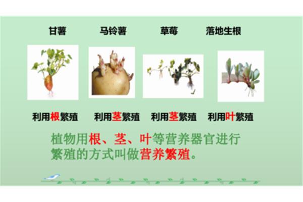 植物的生殖
