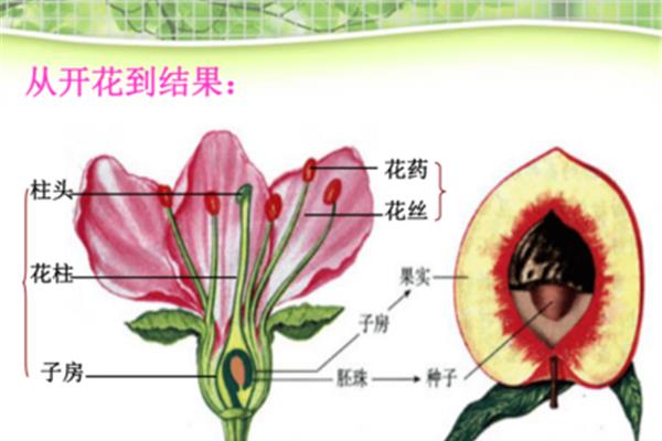 植物的生殖