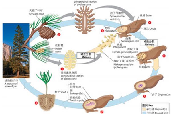 植物的生殖