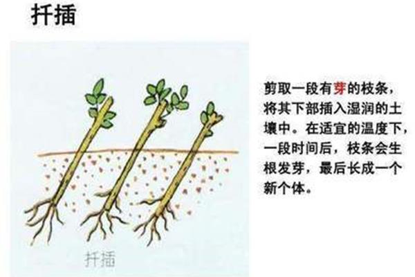 植物的生殖