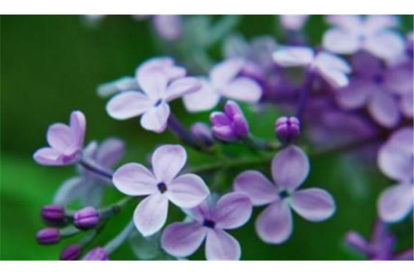 六月丁香花