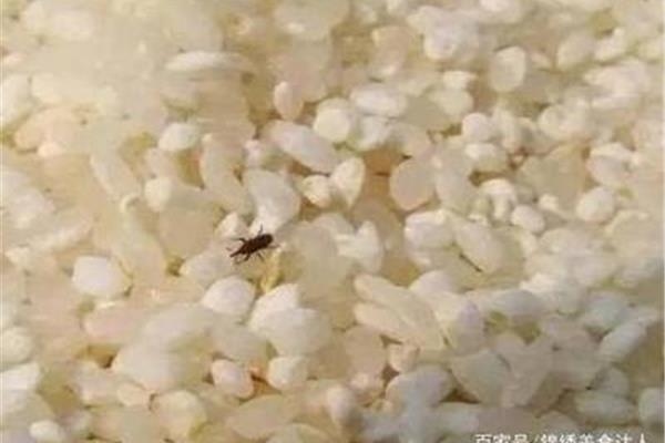 大米生虫怎么办