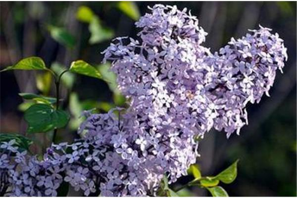 六月丁香花